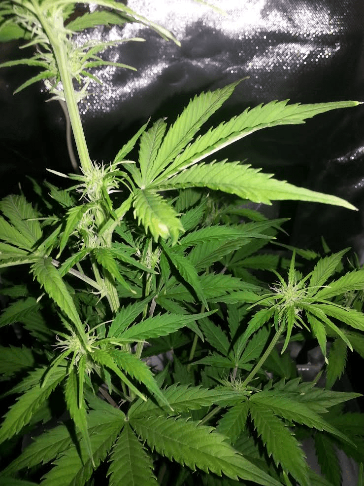 34da