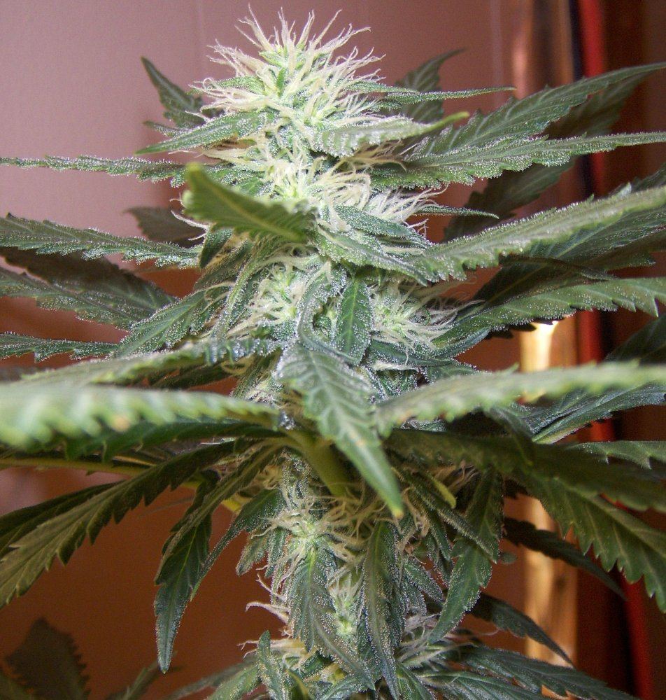 34th day flower 12 6 09 cola pic 1