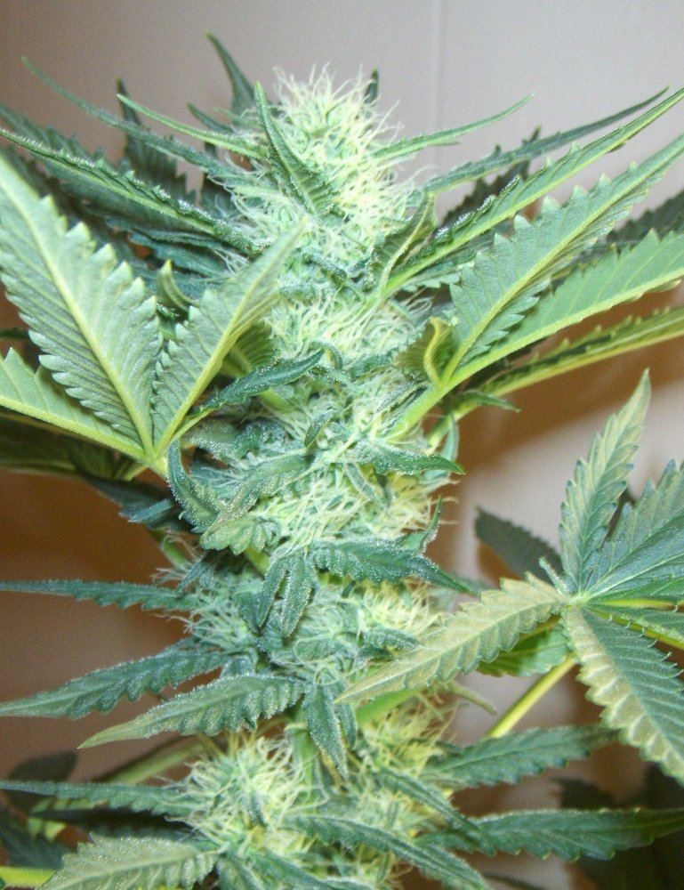 34th day flower 12 6 09 cola pic 2