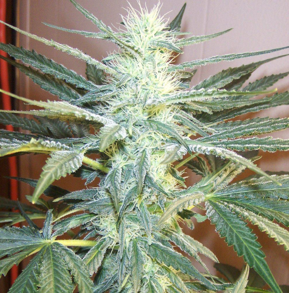 34th day flower 12 6 09 cola pic 3