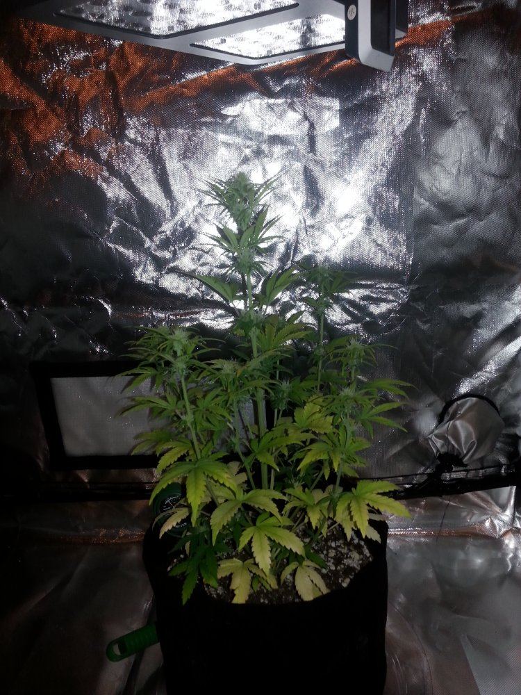 35 d