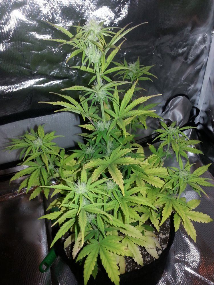 35 da
