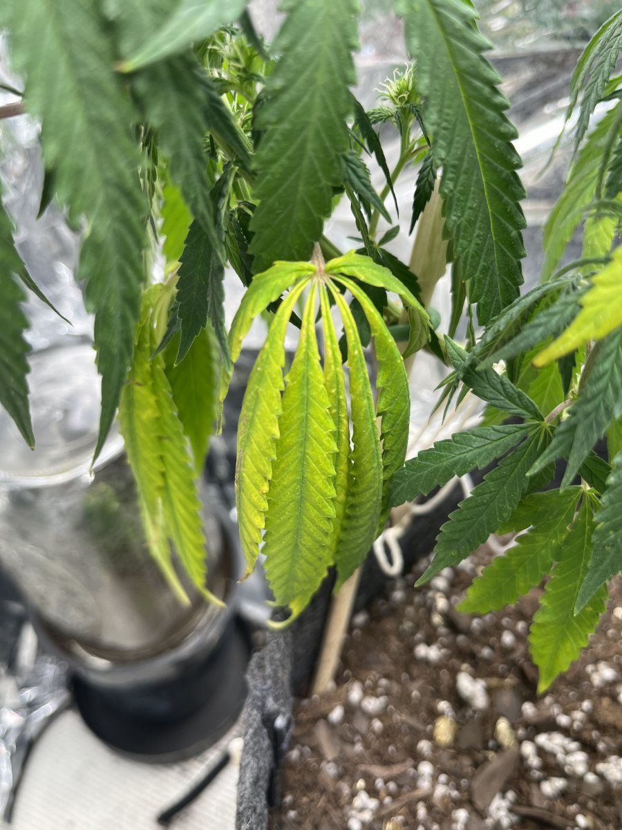 35 weeks into flower yello leaves on lower fan leaves 5