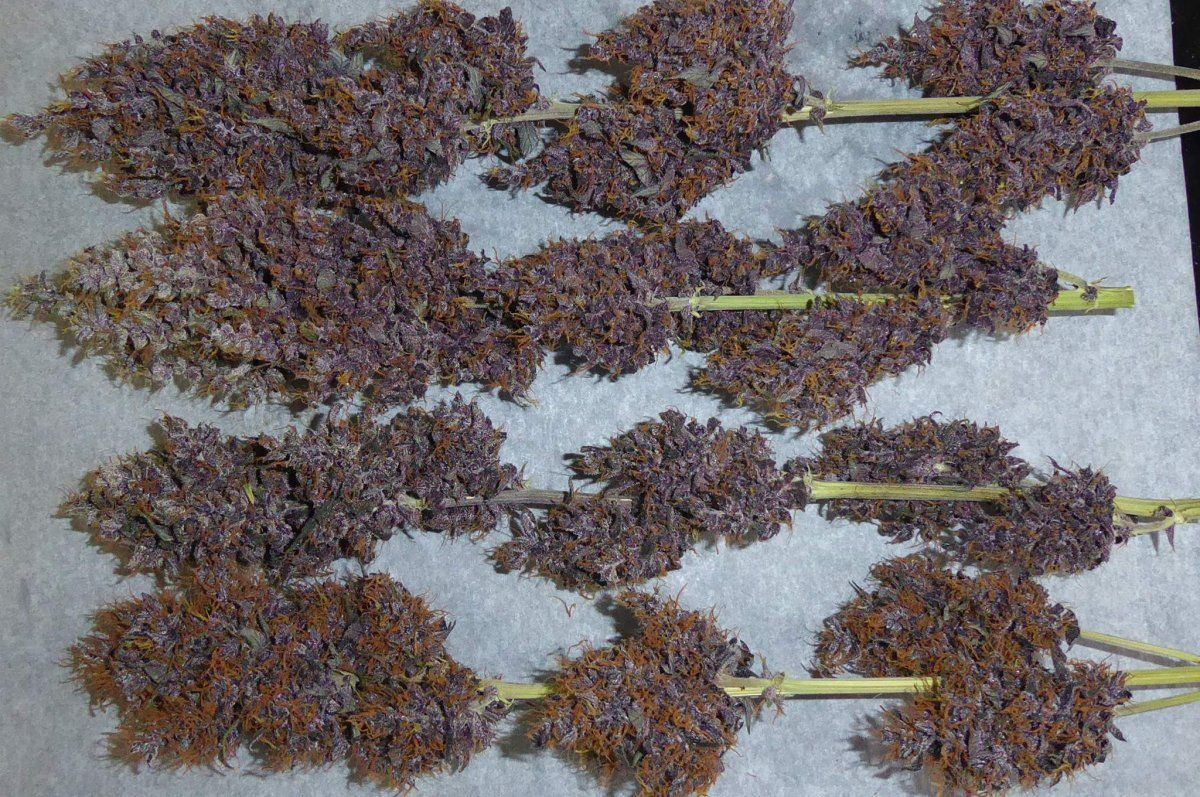 3522666 purple kush cbd auto