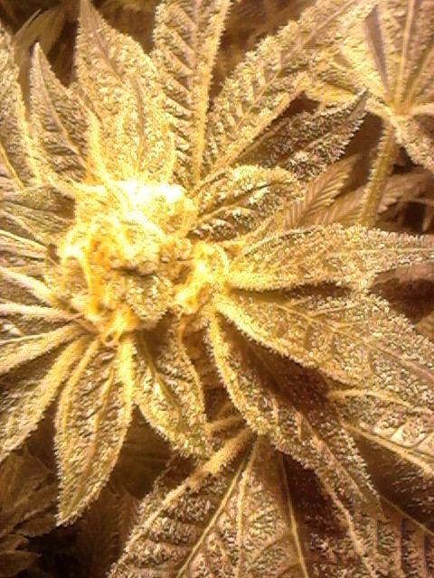 35gsc