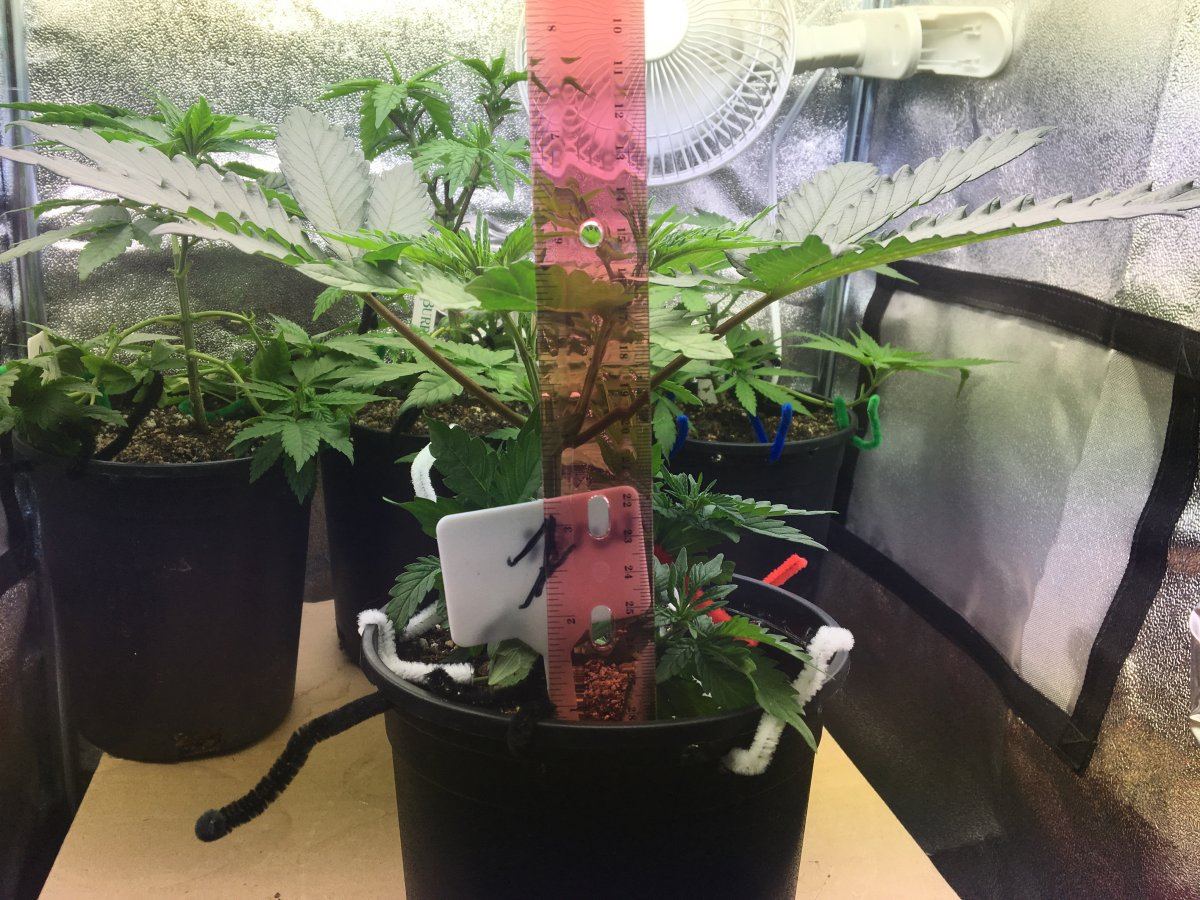 36 days old