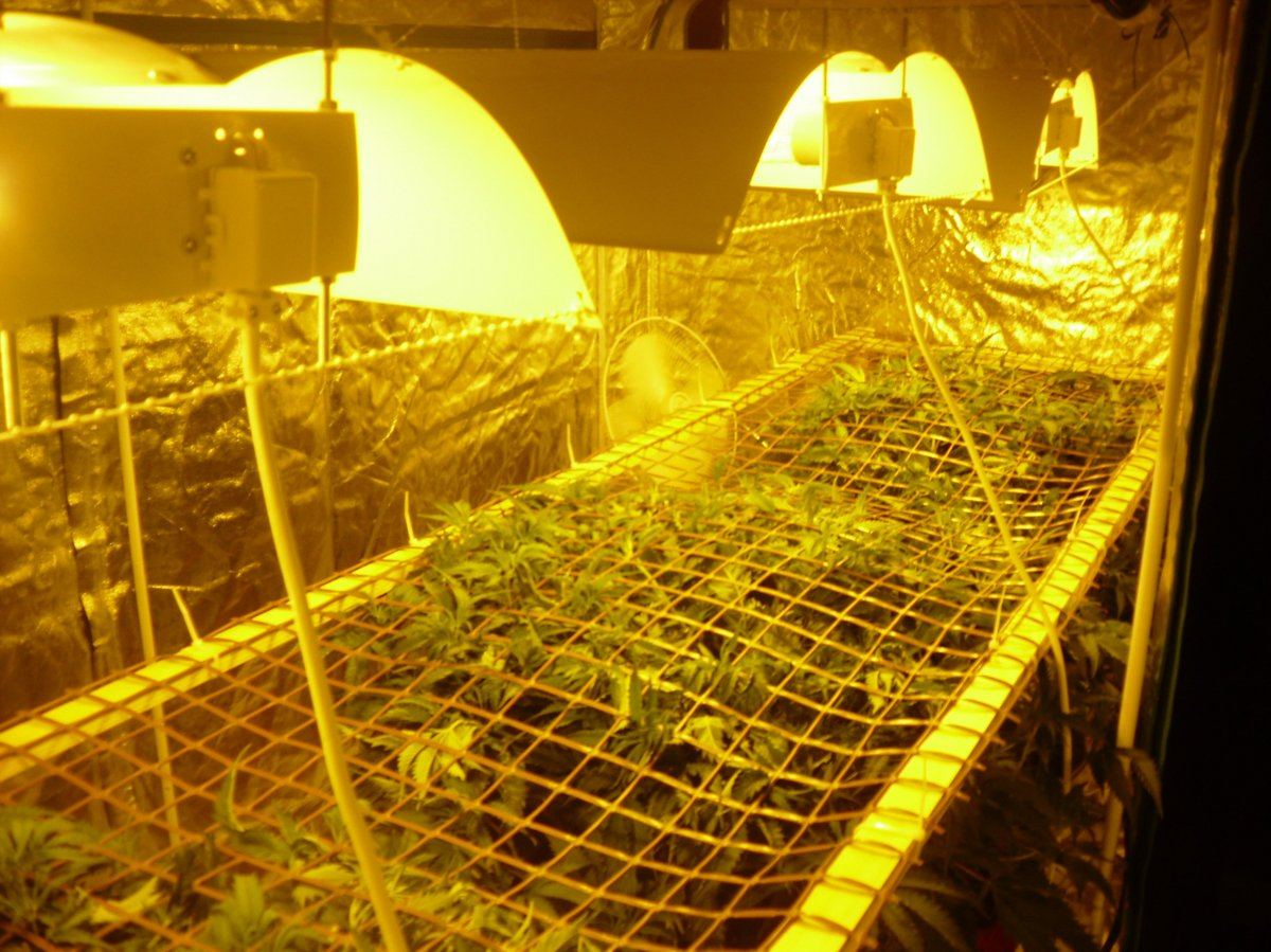 36k scrog in two 3mx15m tents check it 2