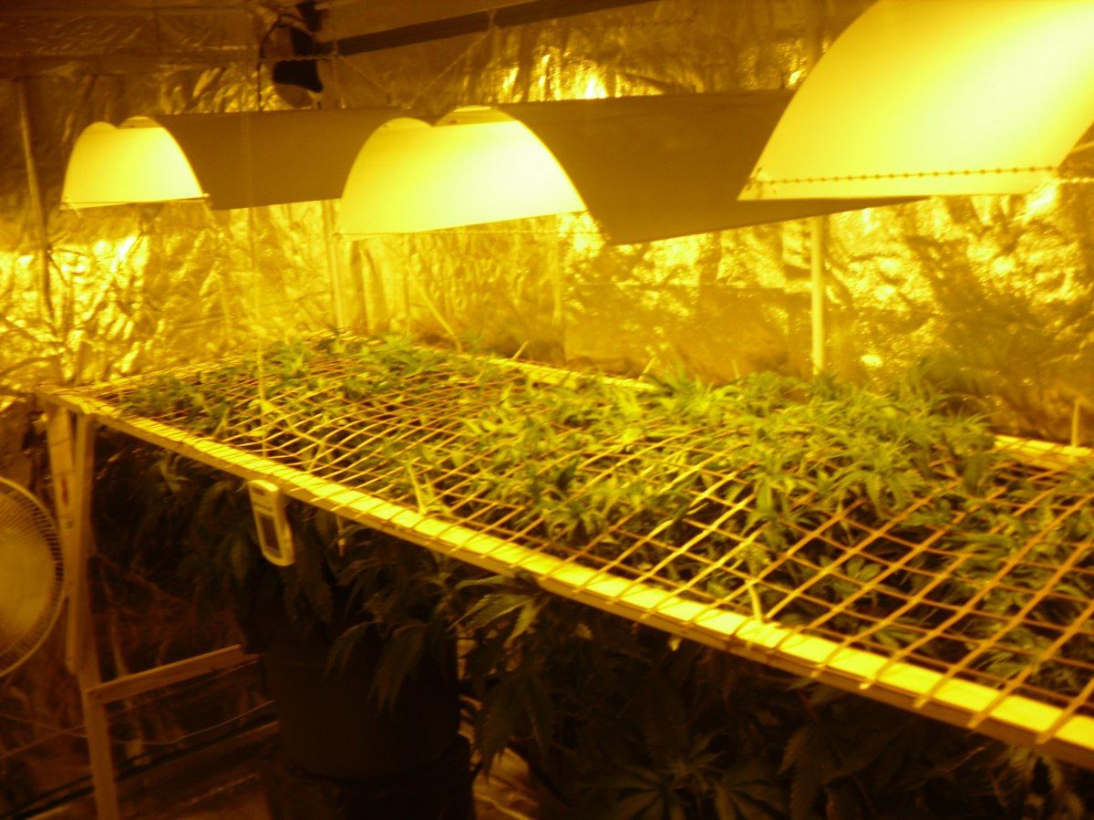 36k scrog in two 3mx15m tents check it