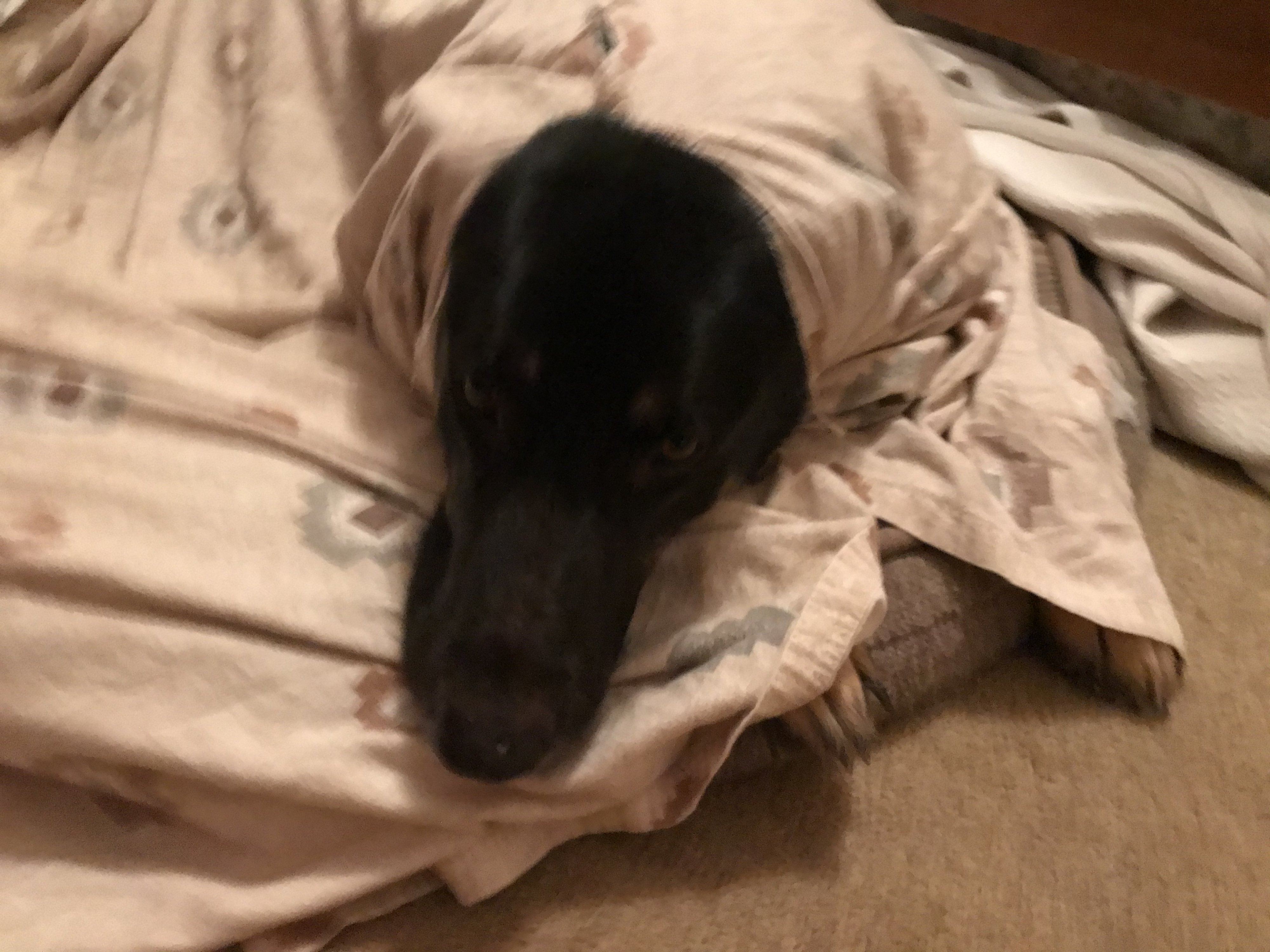 370587B5 CF03 424E 9FE3 E2A0E5D52879