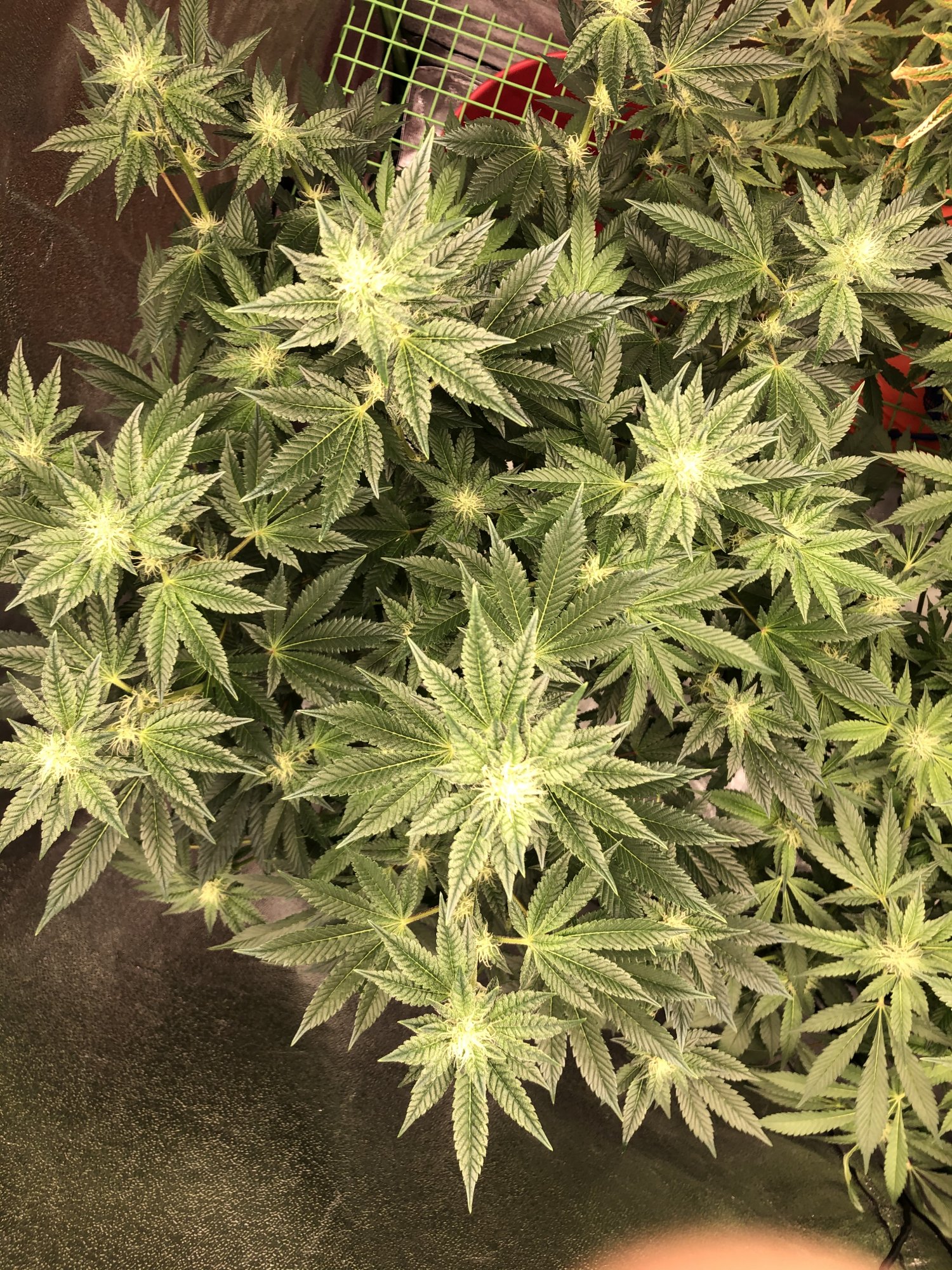 370B9ECD 4E05 4E79 B2D1 36A8C4992B44