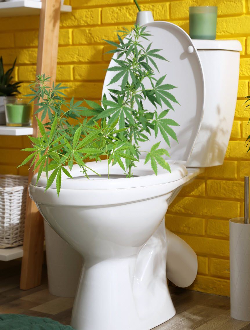 3743 VMHh flushyourcannabisplants