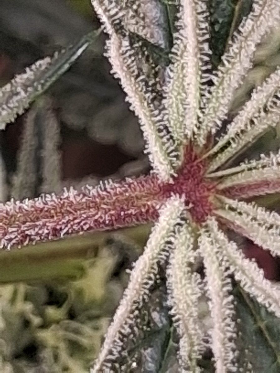 379  wk3 trichs