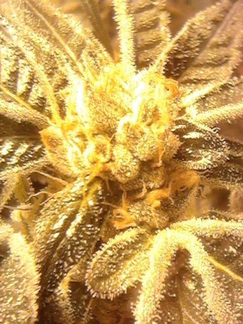 37gsc