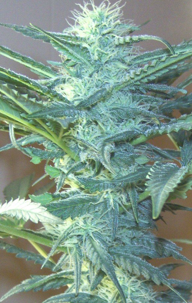 37th day flower 12 9 09 cola pic 2