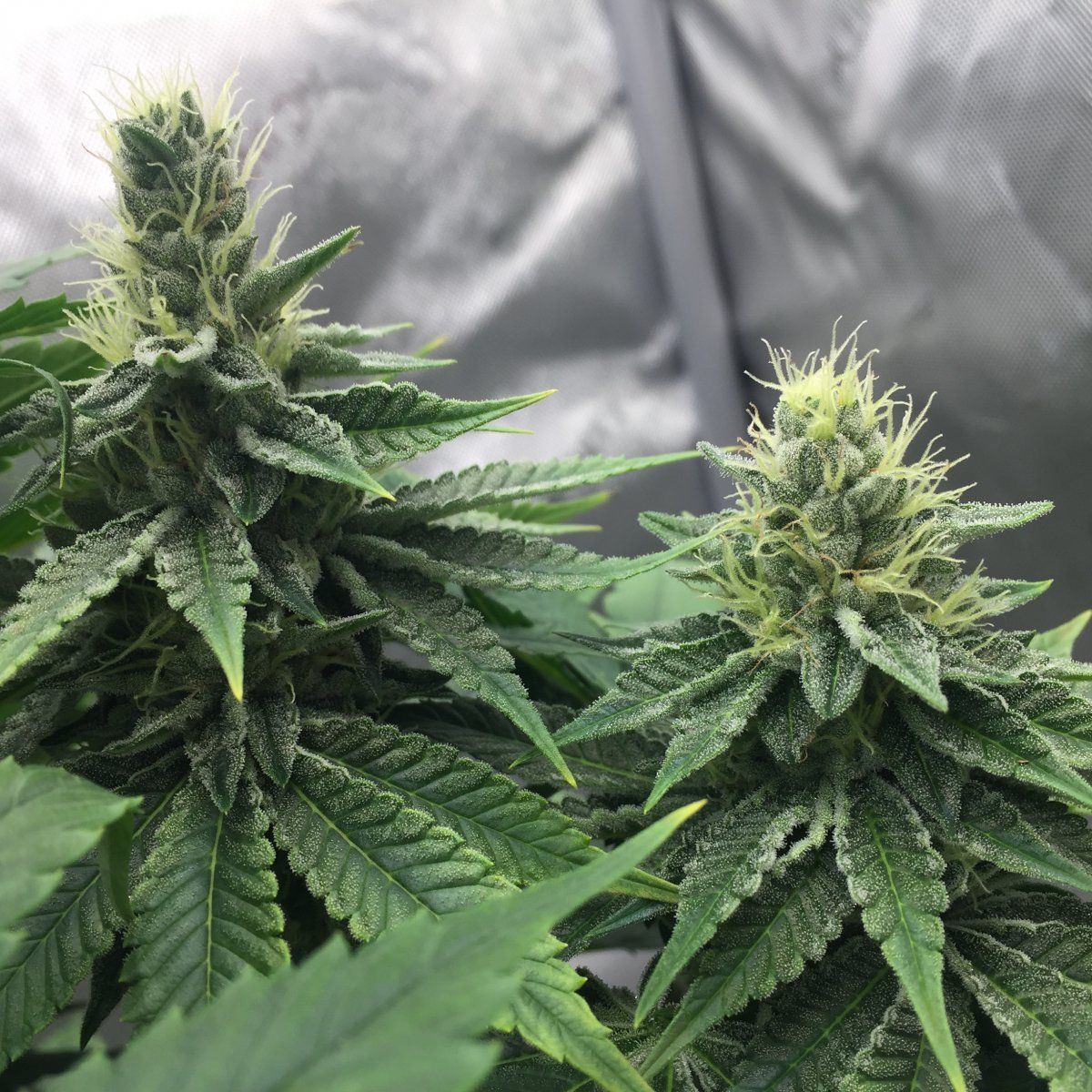 3867585E BB64 4166 9A90 4B628507C1DA
