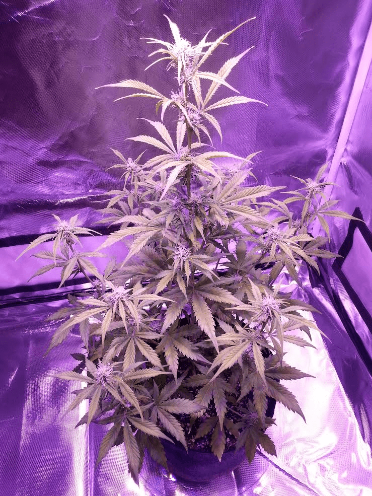 39day