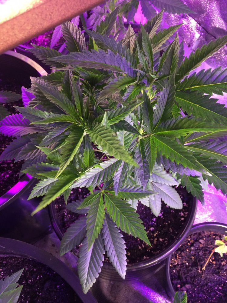 3ap