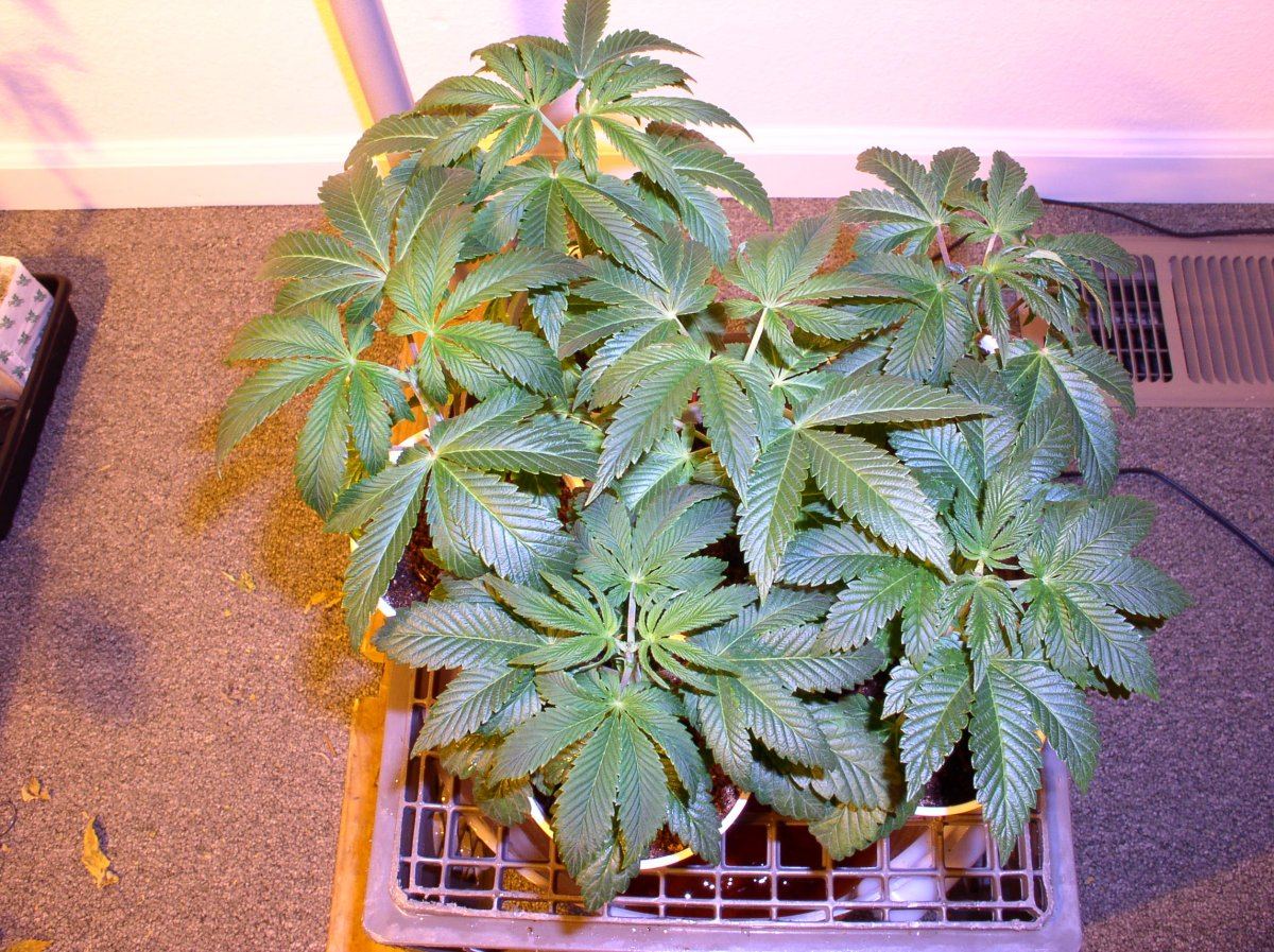 3b