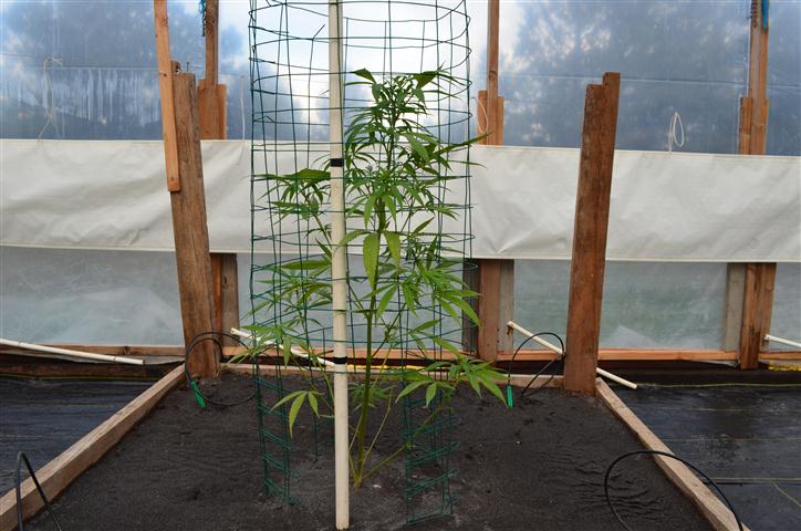 3BlueDream
