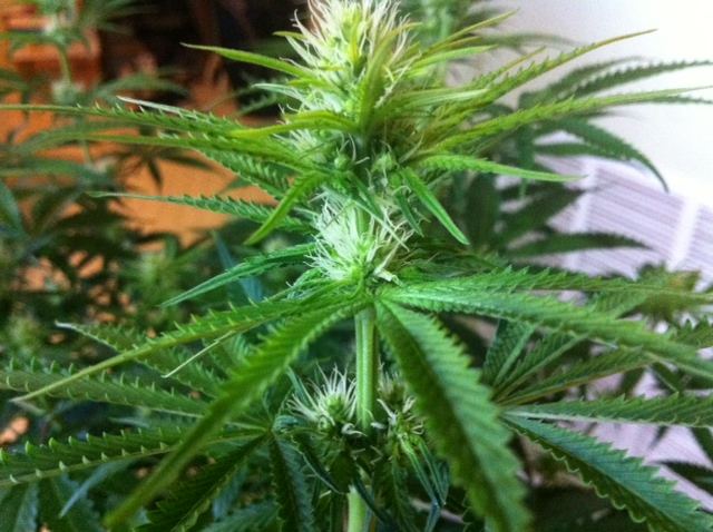 3D1 2 day 19 flower