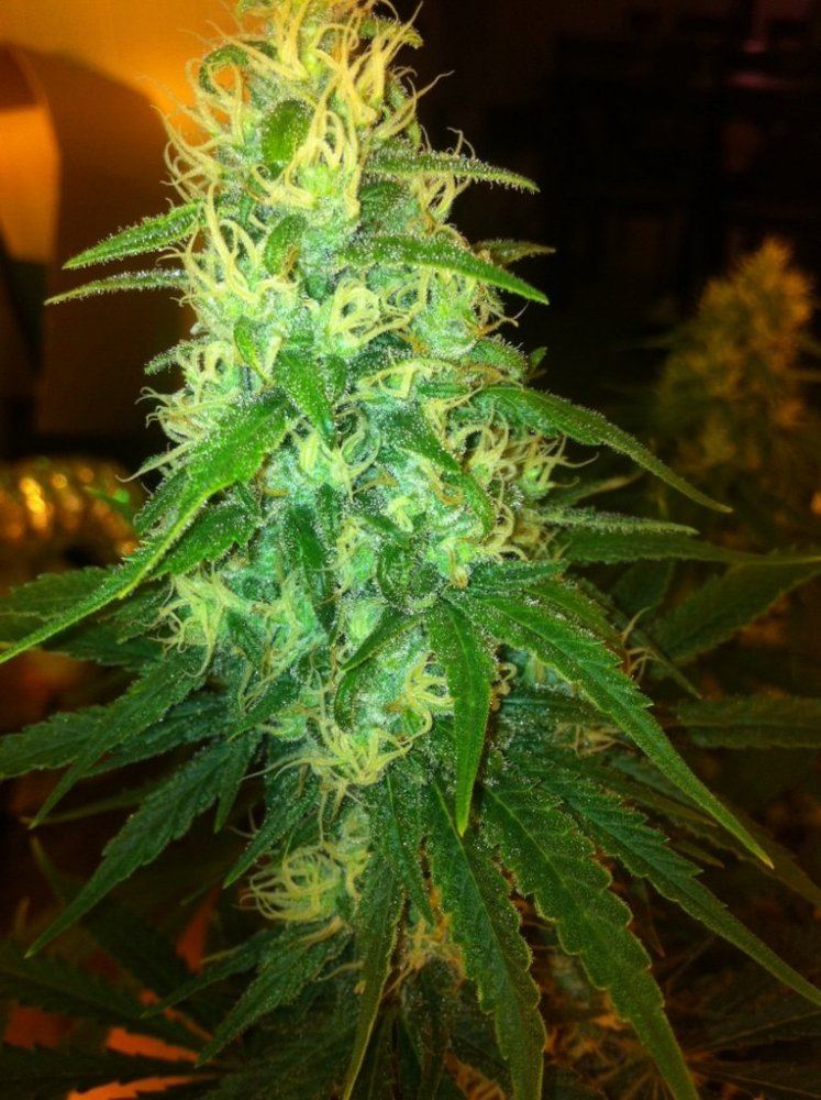 3D1 2 day 40 flower