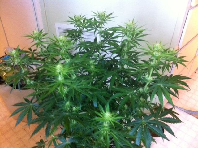 3D1 day 19 flower