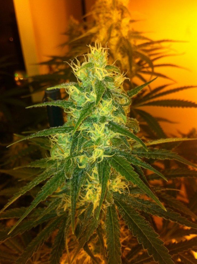3D1 day 40 flower