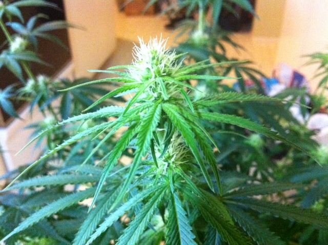 3D2 2 day 19 flower