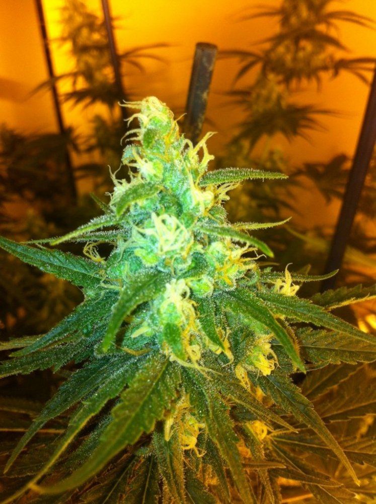 3D2 2 day 40 flower