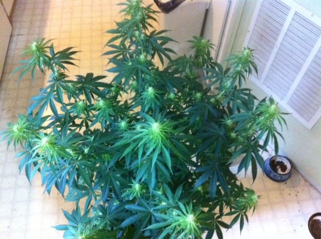 3D2 3 day 19 flower