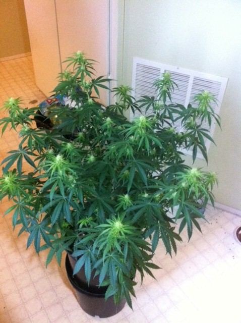 3D2 day 19 flower
