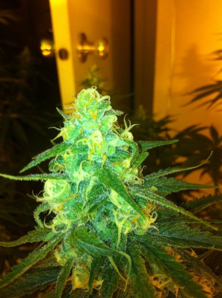 3D2 day 40 flower