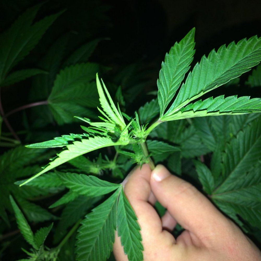 3leaf