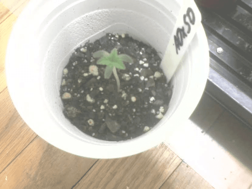 3leafADxSD