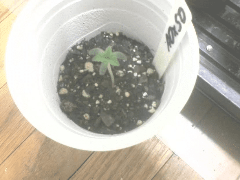 3leafADxSD