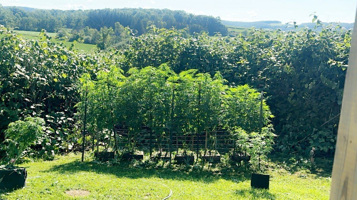 3rd year grower needing input 10