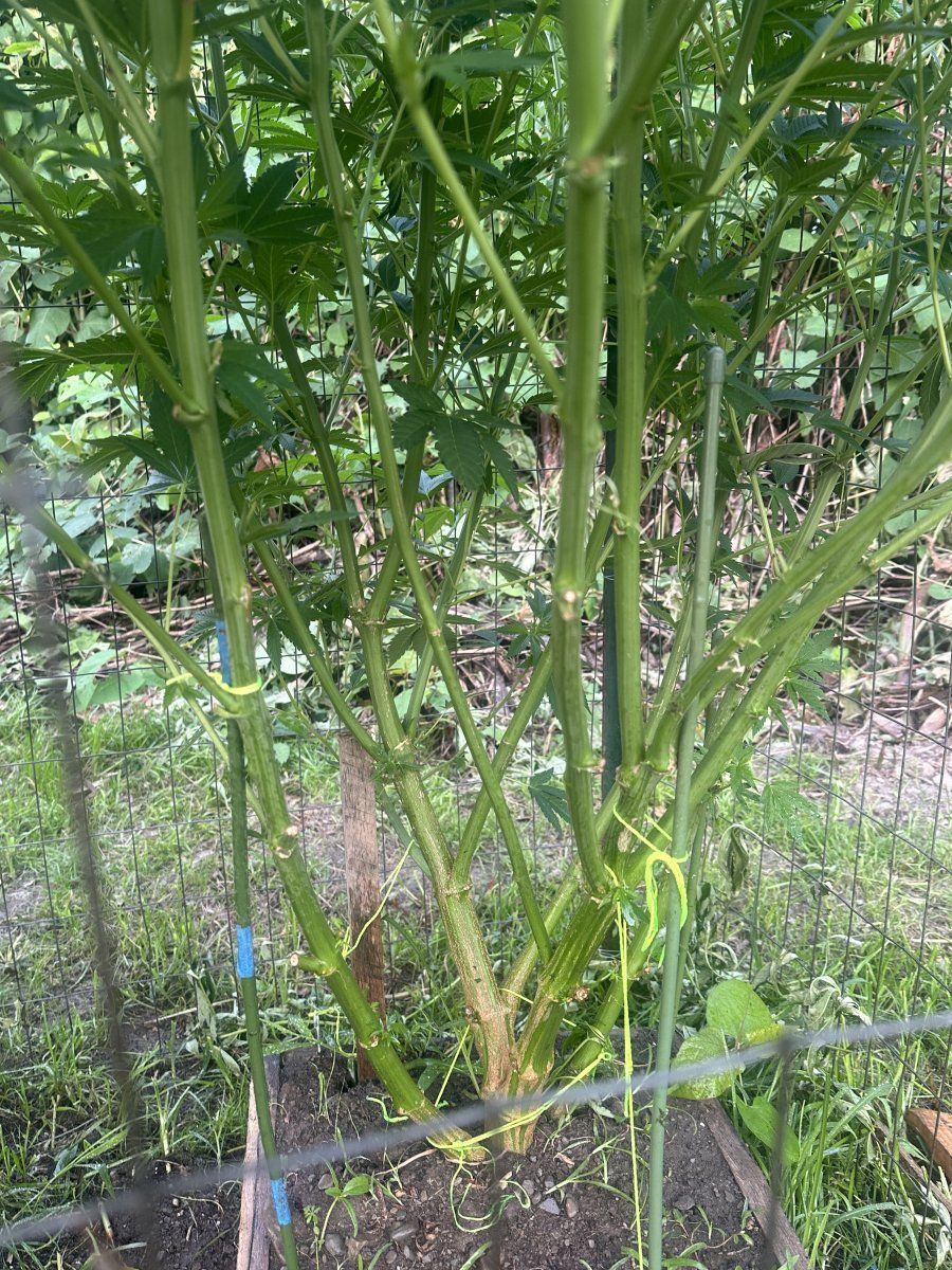 3rd year grower needing input 11
