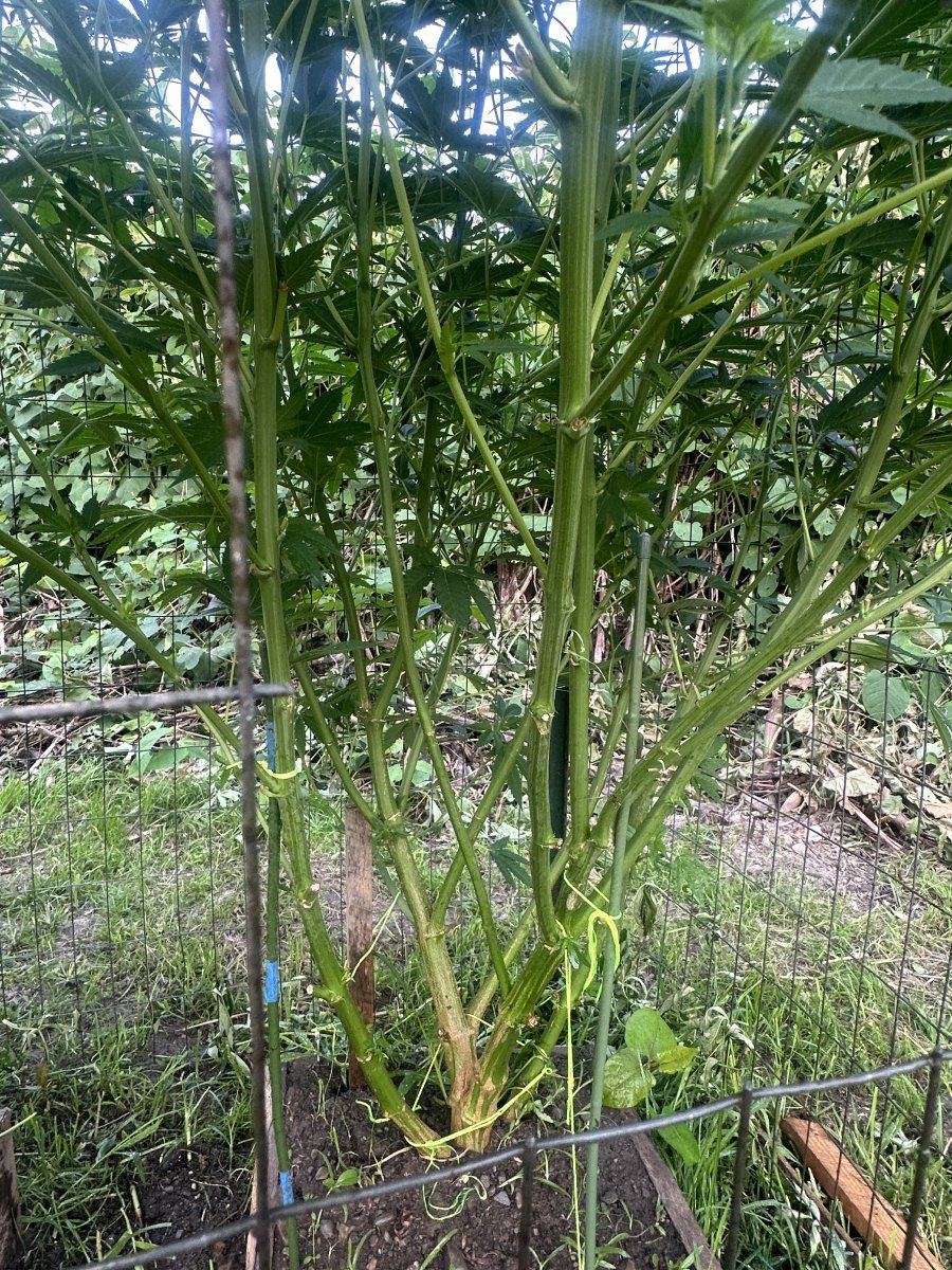 3rd year grower needing input 12