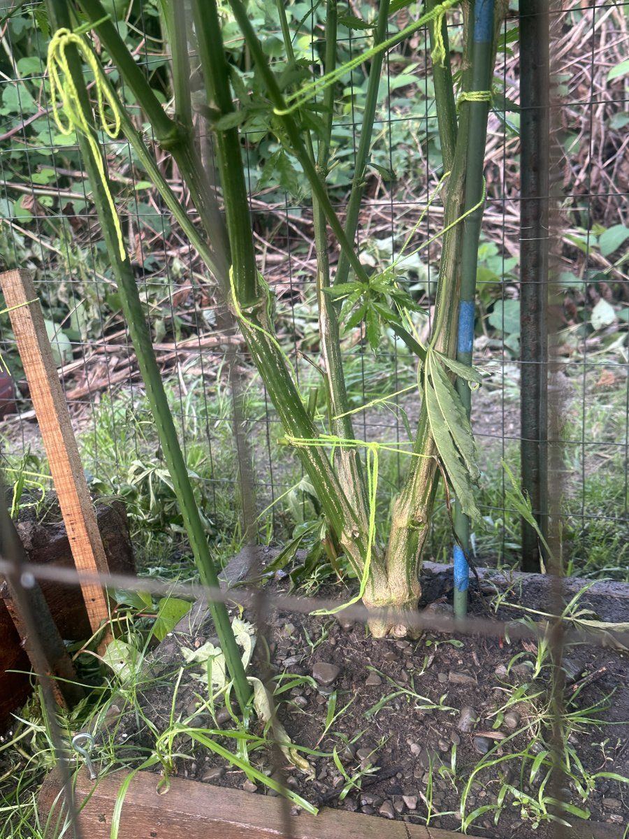 3rd year grower needing input 13