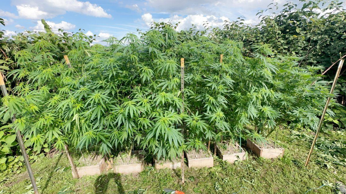 3rd year grower needing input 14