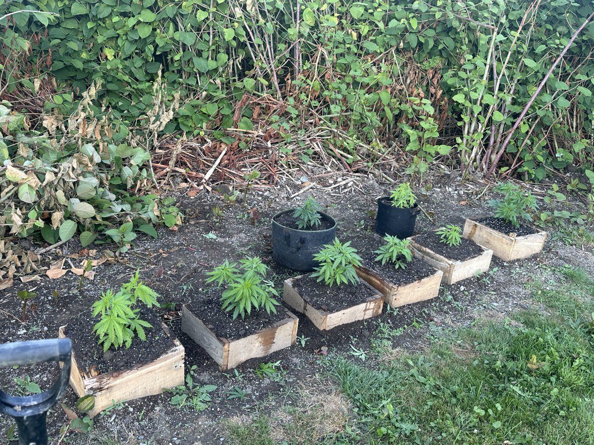 3rd year grower needing input 2