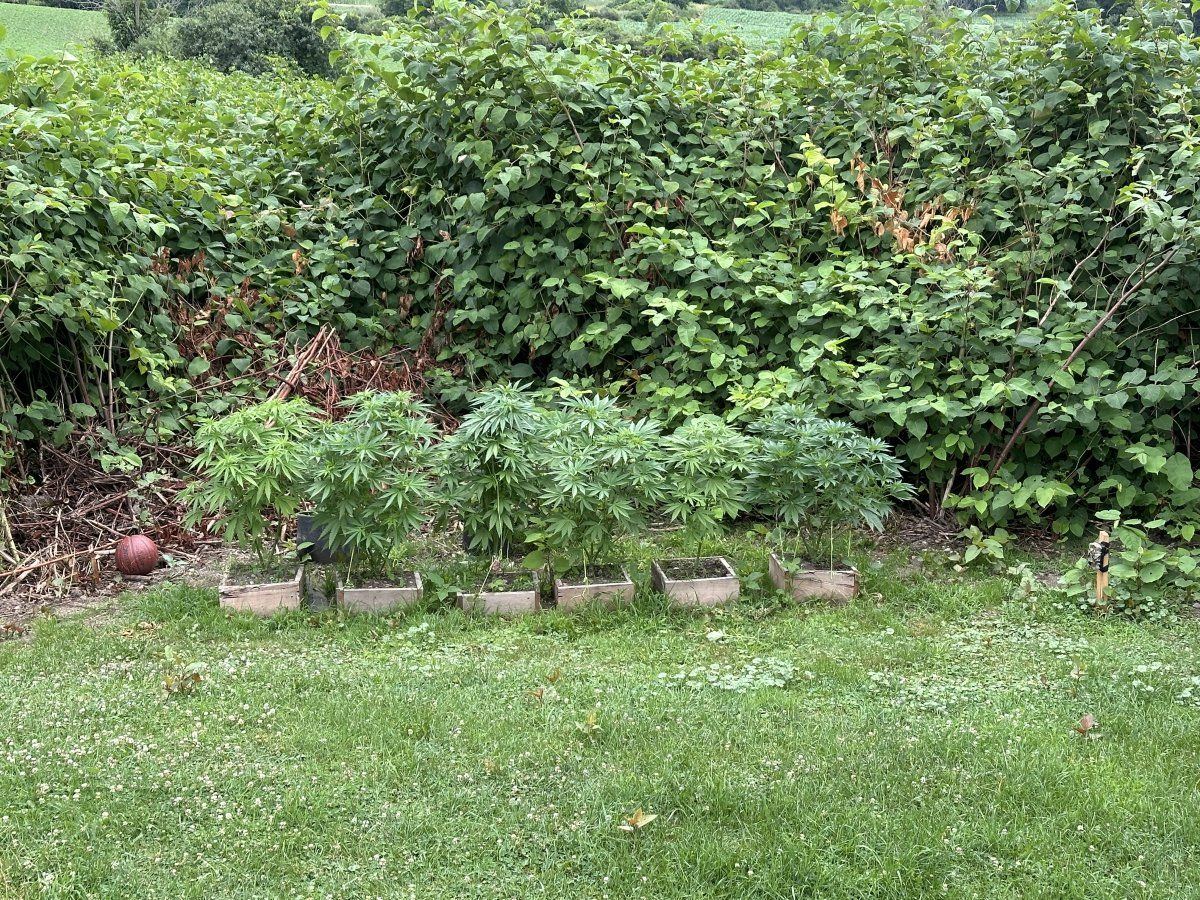 3rd year grower needing input 3