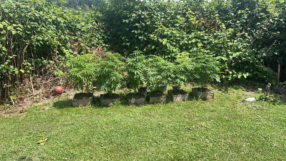 3rd year grower needing input 4