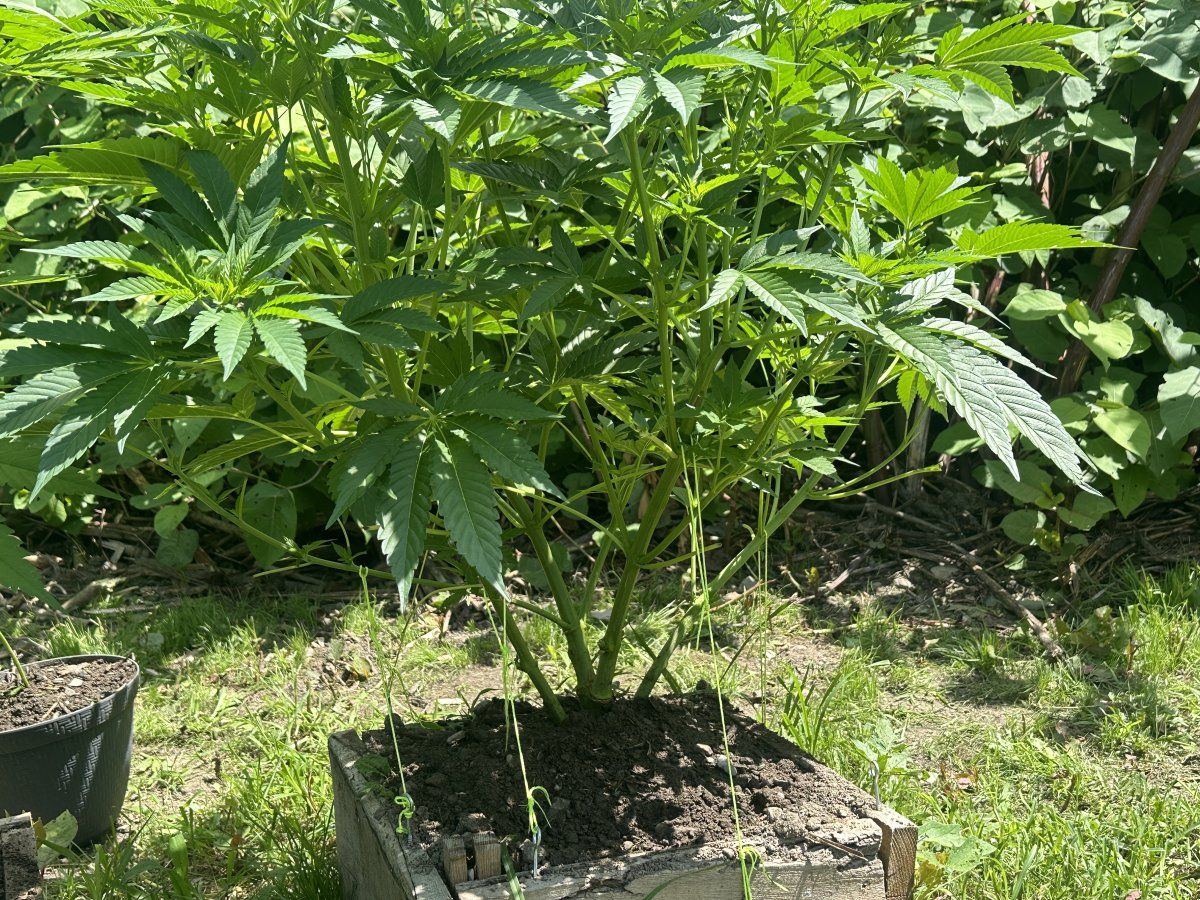 3rd year grower needing input 5