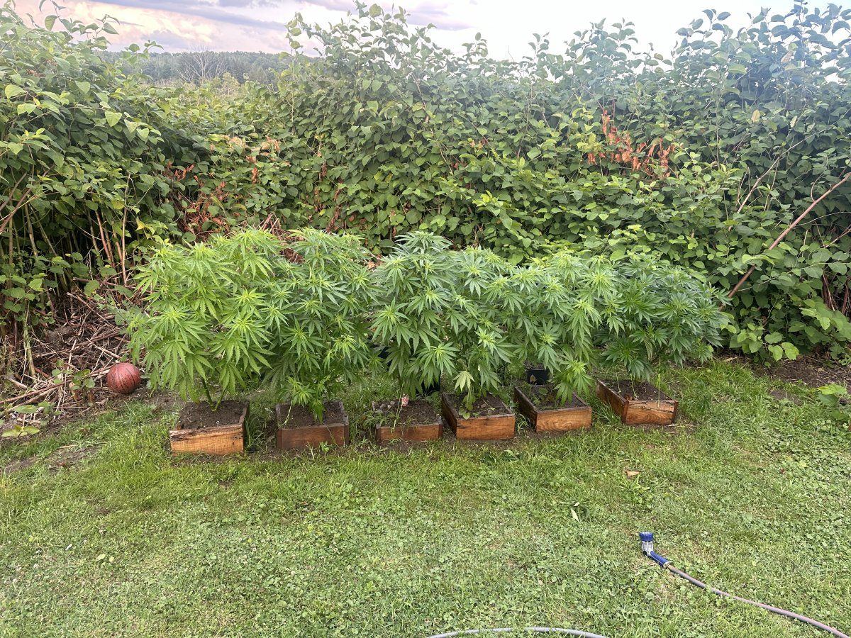 3rd year grower needing input 6