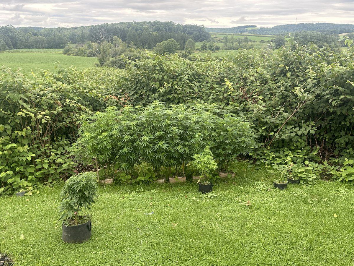 3rd year grower needing input 7