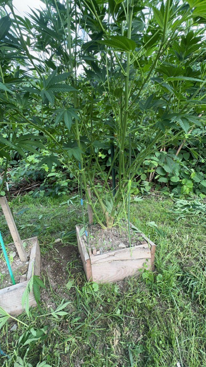 3rd year grower needing input 8
