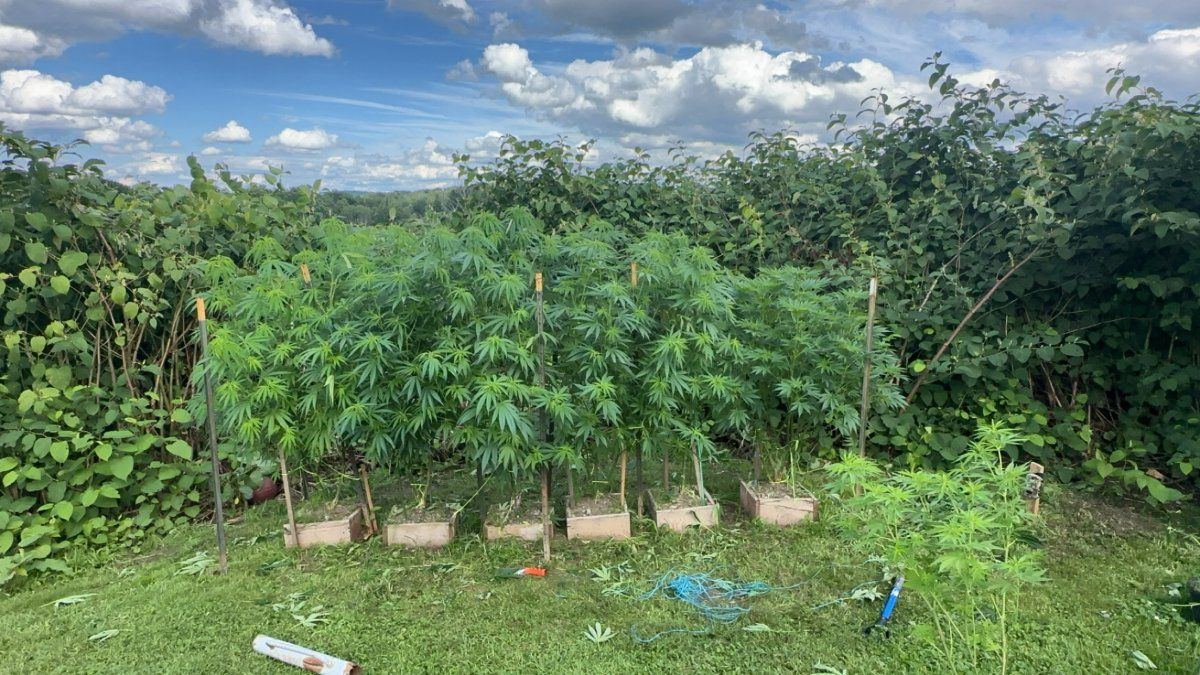 3rd year grower needing input 9
