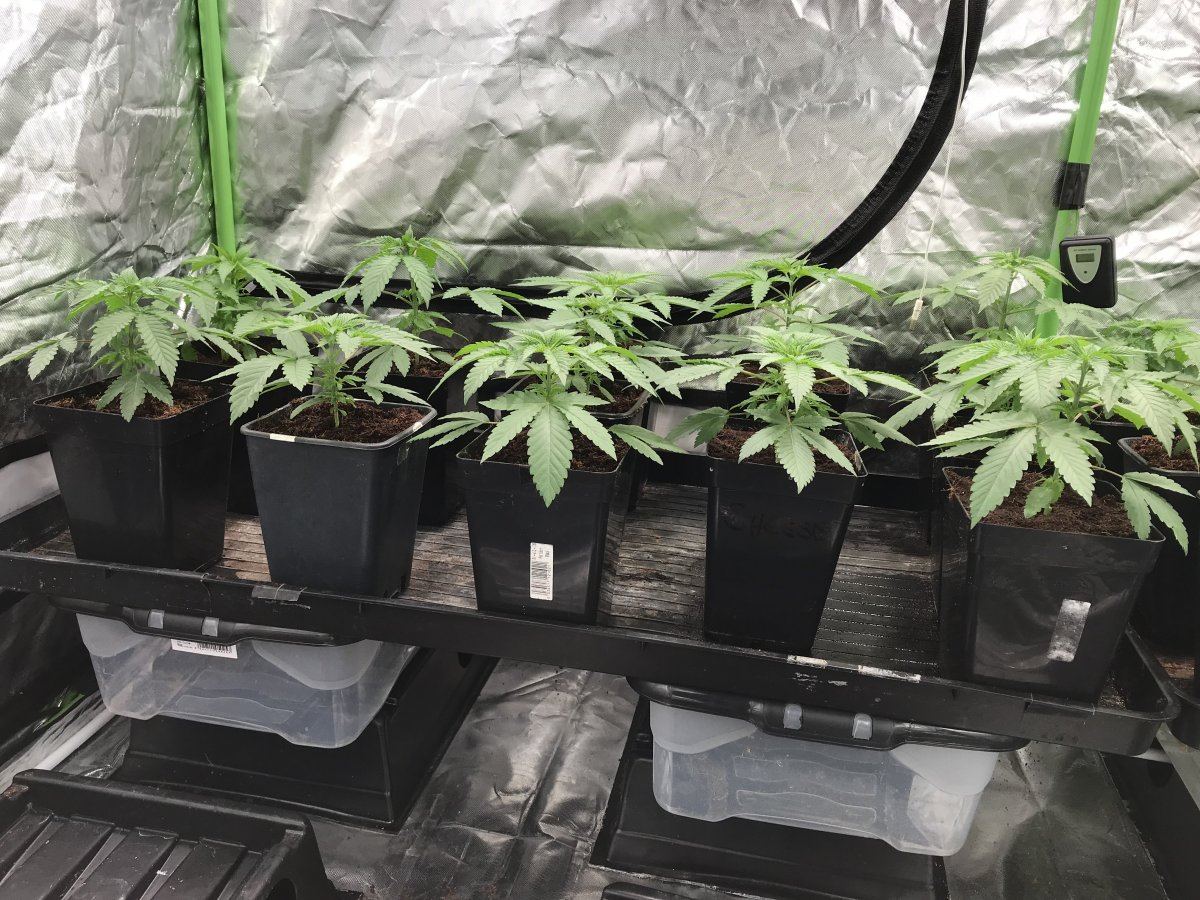 3weeks2