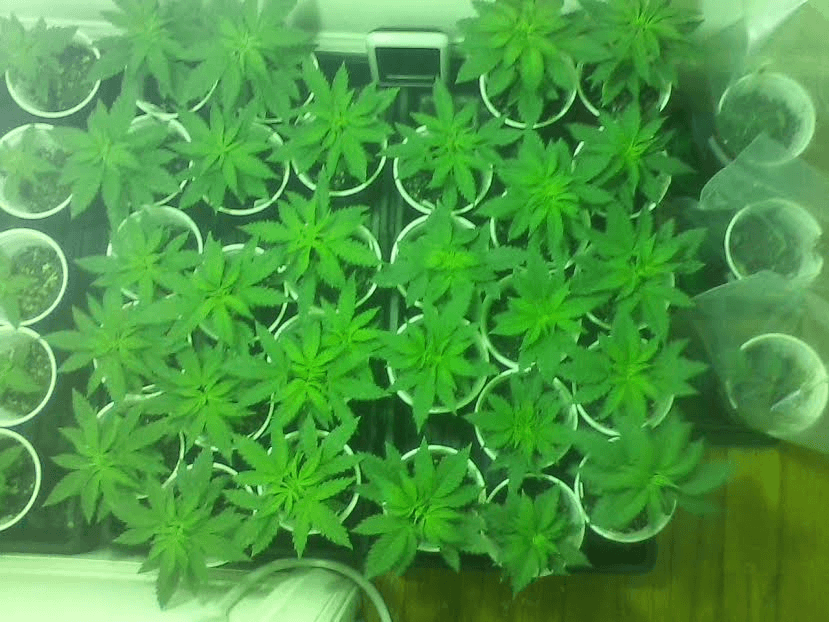 3weeksliteson